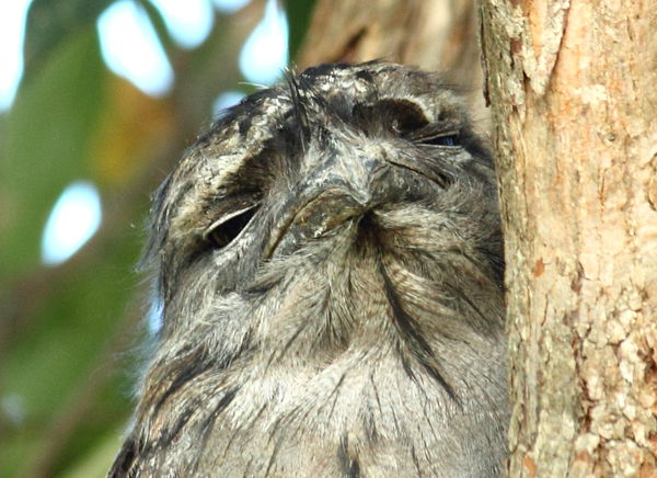 Tawny frogmouth taken with the 55x250...