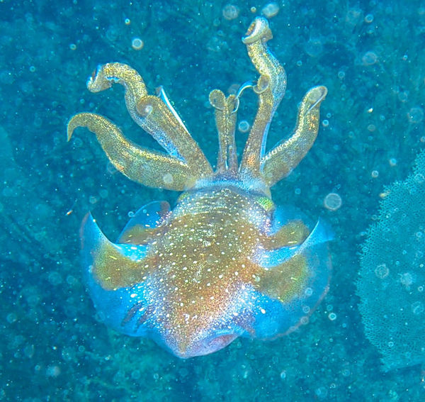 Caribbean Reef Squid...