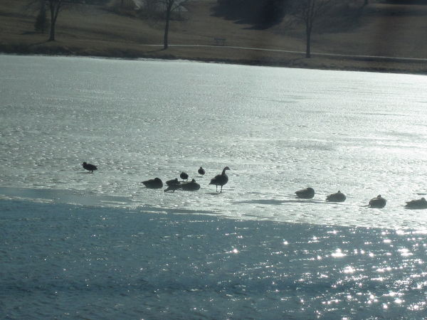Ice is still on the lakes around here!...