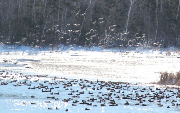 Black Ducks in river March 18, 13...
