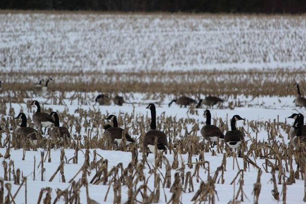 Geese Grazing in Field...