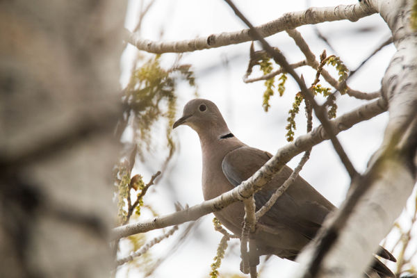 Dove at 600mm @ 100ft...