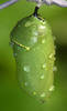 Dew-Misted Butterfly Chrysalis...