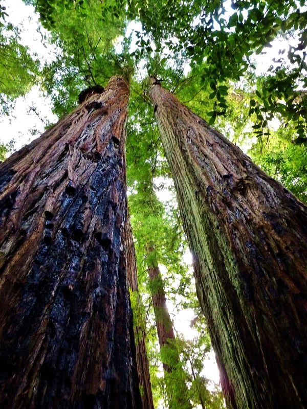 Two giant Redwood trees....