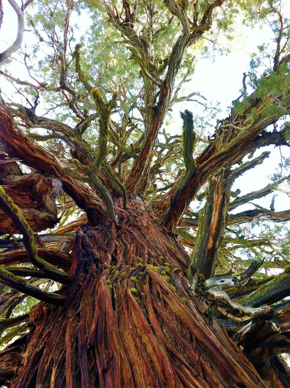 Giant Western Juniper tree, one of the largest kno...