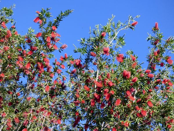 a canopy of bottle brush against a clear blue sky...