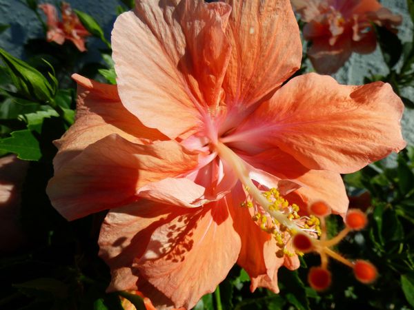 "dreamcicle" hibiscus...