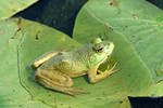Green Frog on Green Leaves...
