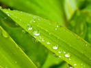 droplets on green leaves...