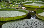 Lilly Pads...