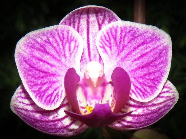 Miniature Orchid (used macro setting)...