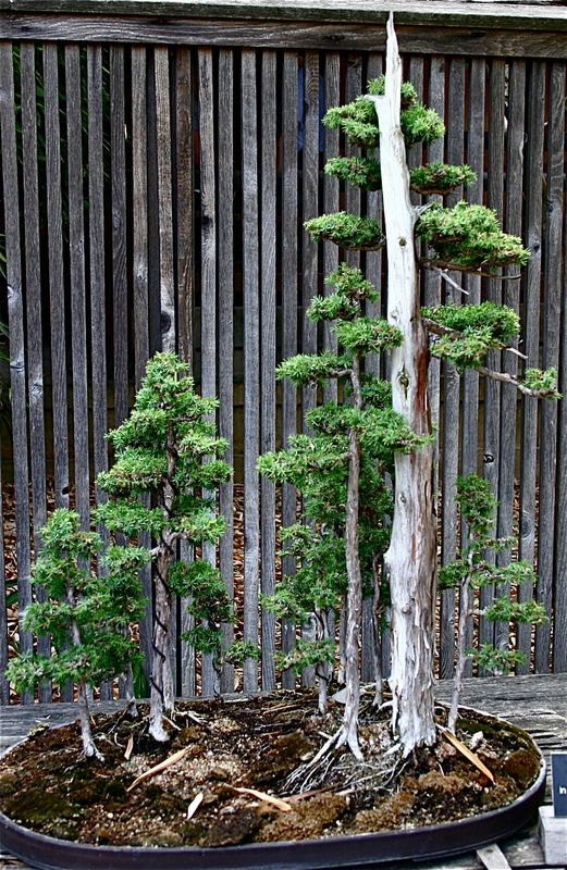 This is a beautiful example of a "Bonsai."...