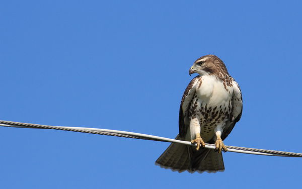 Bird on a wire (Minor Cropping)...