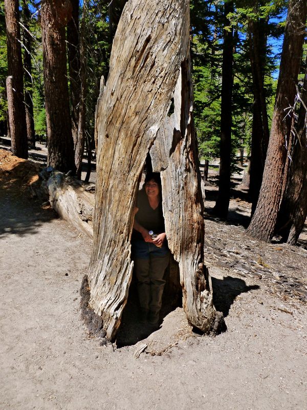 Hiding in a tree at Mammoth.  :-)...