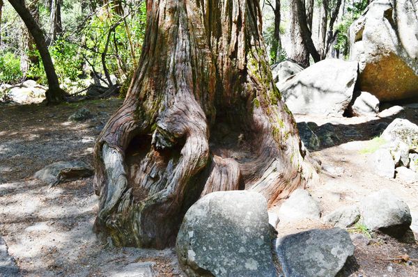 Tree trunk in Yosemite with a heart shape....