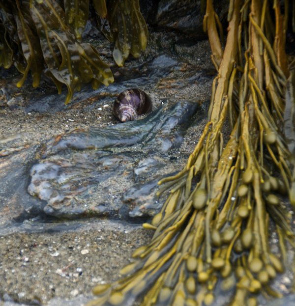 A little treasure tucked in a cove of seaweed....