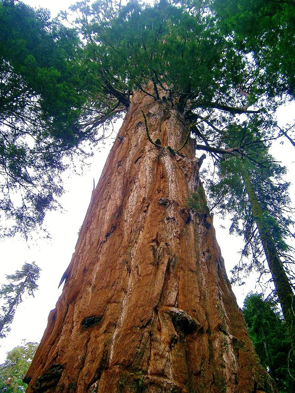 Gian Sequoia taken at Sequoia National Forest....