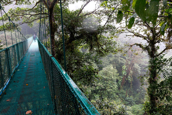 Rainforest from suspension bridge...