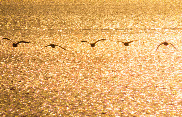 Geese over golden water at sunset...