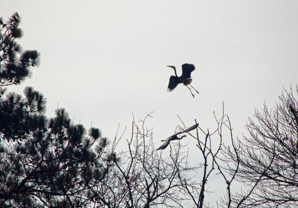 A couple of herons (this one taken by ggttc with m...