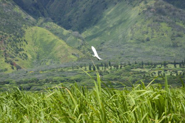 Egret Over Maui...