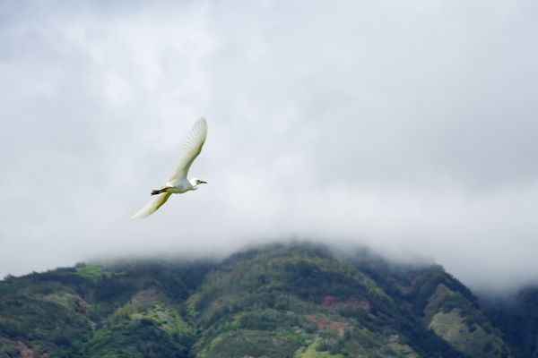 Egret Fly Over...