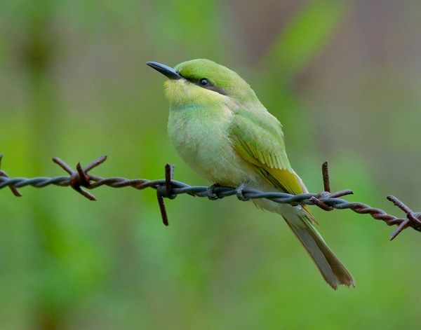 Green Bee-Eater - Juvenile...