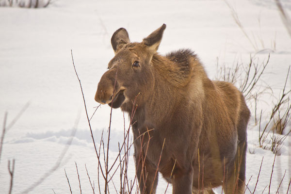 young moose eating .....