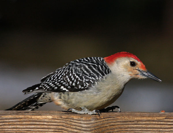 Red-Bellied Woodpecker...