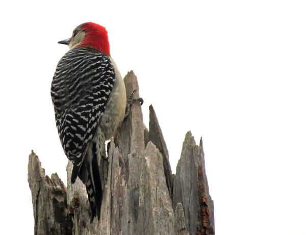 Added a red bellied woodpecker that stopped by the...