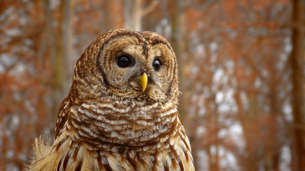 Barred Owl...