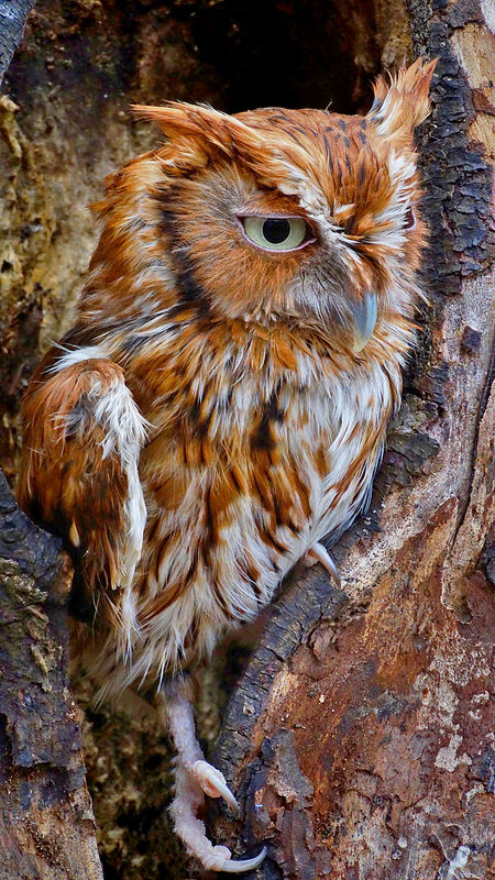 Juvenile Screech Owl...
