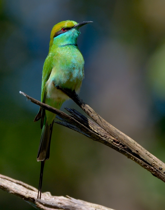 Green Bee-Eater...
