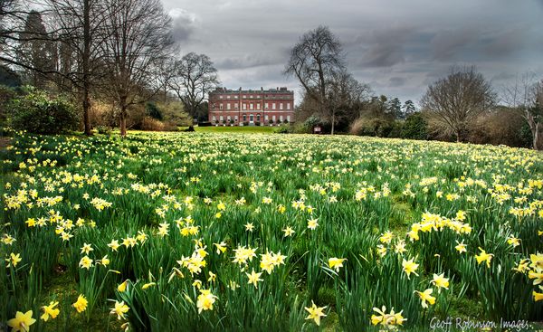 A Host of Golden Daffodils...