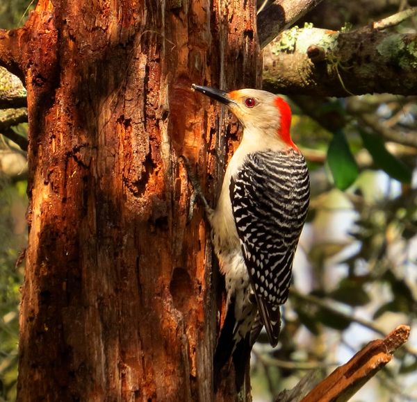 Woodpecker on feeder...