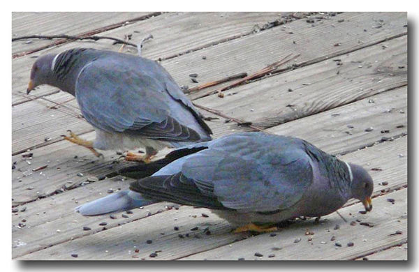 Wild CA Band Tailed Pigeon...