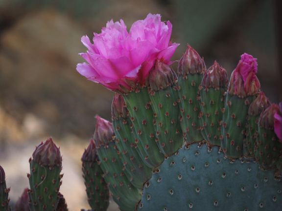 cactus flower at f/5.6, @200mm with zoom lens..str...