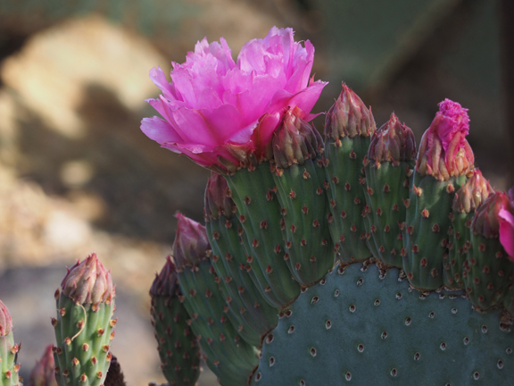 cactus flower at f/8 @200mm with zoom lens....stra...