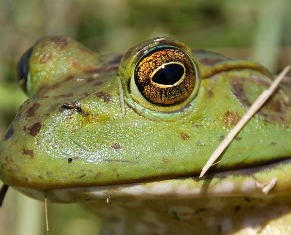 Frog Eye...