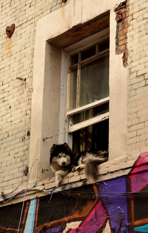 How much is that doggie in the window?...