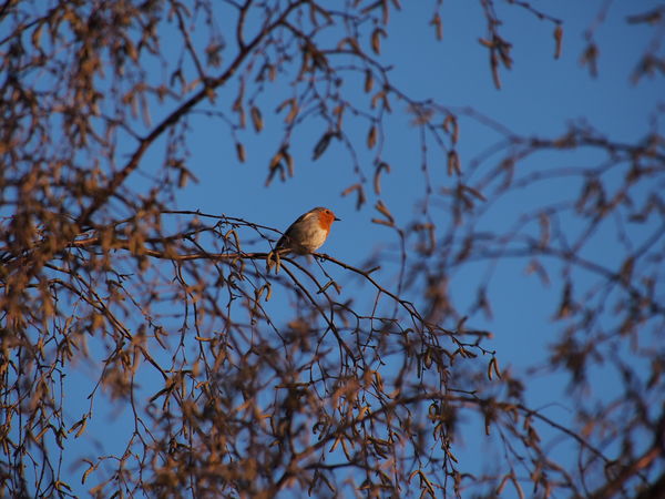 Taken yesterday, robin about 40 feet away, JPEG st...
