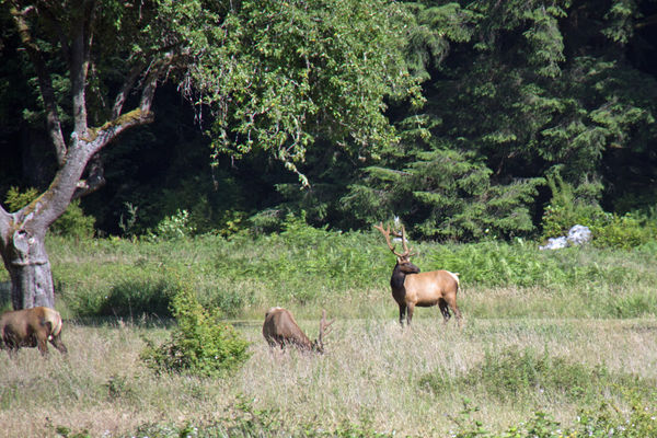 Roosevelt Bull Elk...