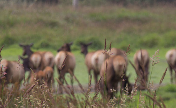 Artsy Shot of Roosevelt Elk...