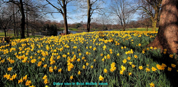a sea of daffodils...