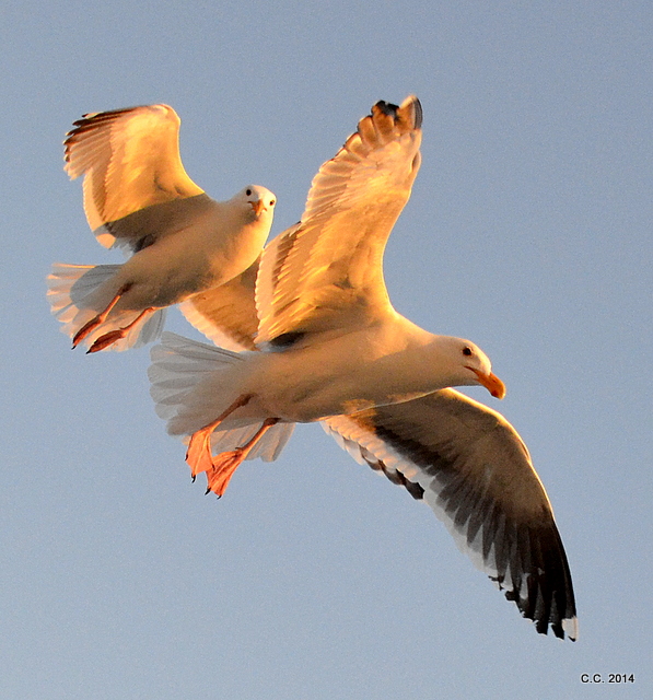 Feeding the seagulls at sunset...
