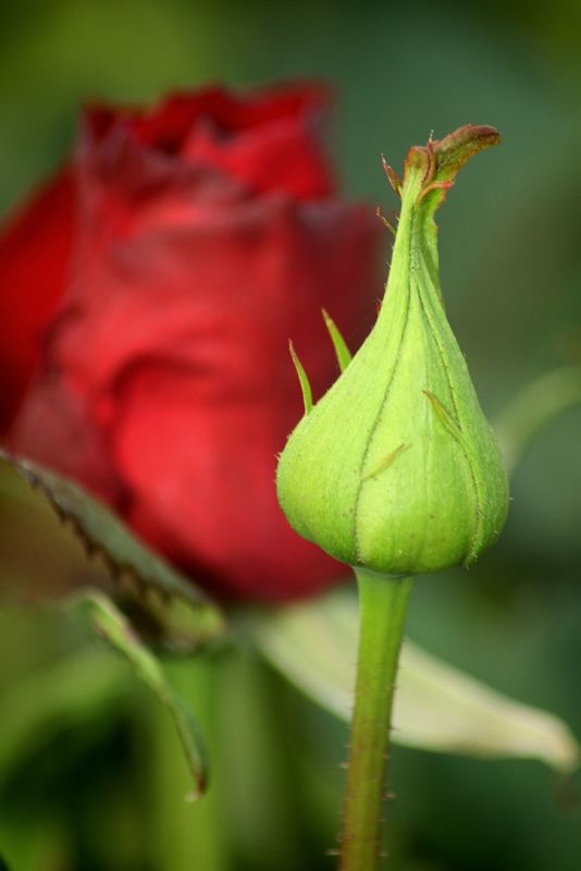 rose bud...