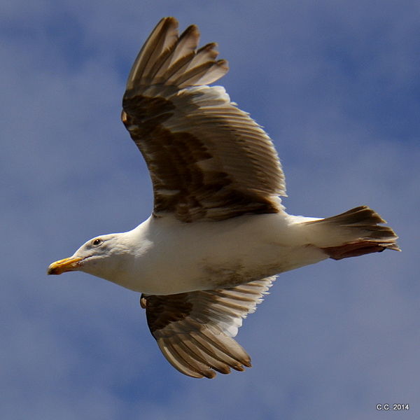Seagull in Bandon...