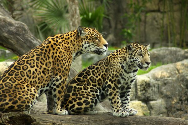 mama and baby jaguar Khan...