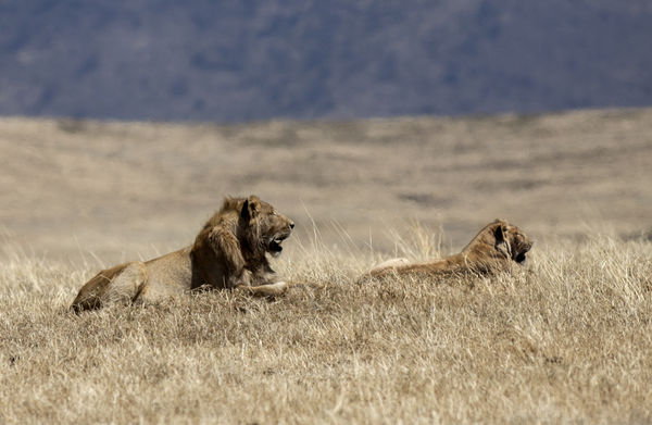 Lion and Lioness on same trip...