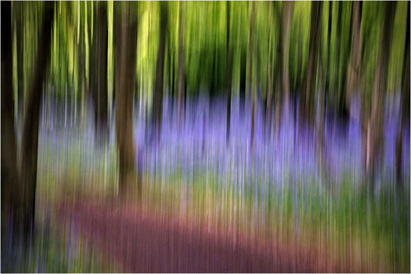 In bluebell wood...